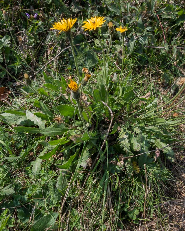 Asteracea a fiore giallo- Leontodon sp.